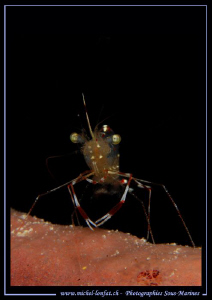 A Cleaning Schrimp - Encounter during a night dive... Que... by Michel Lonfat 